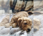 Small #3 Goldendoodle (Miniature)