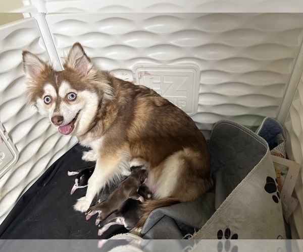 Medium Photo #1 Pomsky Puppy For Sale in NASHUA, NH, USA