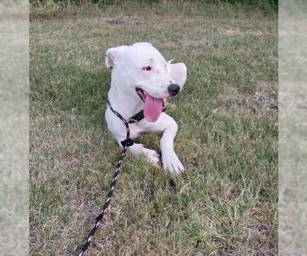 Medium Photo #1 American Pit Bull Terrier-Dalmatian Mix Puppy For Sale in Rockwall, TX, USA
