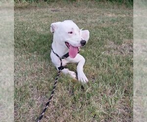 American Pit Bull Terrier-Dalmatian Mix Dogs for adoption in Rockwall, TX, USA