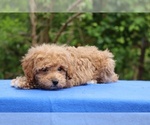 Small #15 Poodle (Toy)