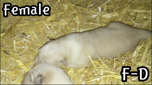 Medium Photo #1 Great Pyrenees Puppy For Sale in ALDERSON, WV, USA