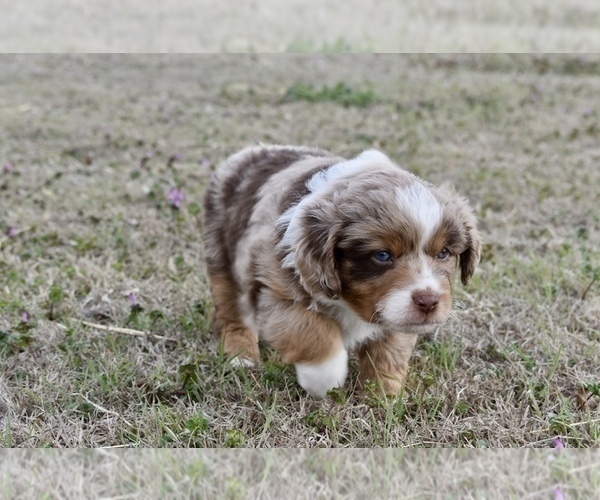Medium Photo #1 Miniature Australian Shepherd Puppy For Sale in WICHITA FALLS, TX, USA