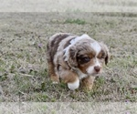 Small Photo #1 Miniature Australian Shepherd Puppy For Sale in WICHITA FALLS, TX, USA