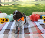 Small #2 Wirehaired Pointing Griffon