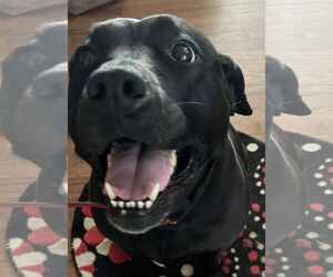 Labrador Retriever-Unknown Mix Dogs for adoption in Monkton, MD, USA