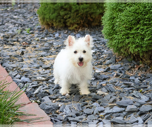 Medium West Highland White Terrier