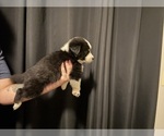 Small #4 Australian Shepherd