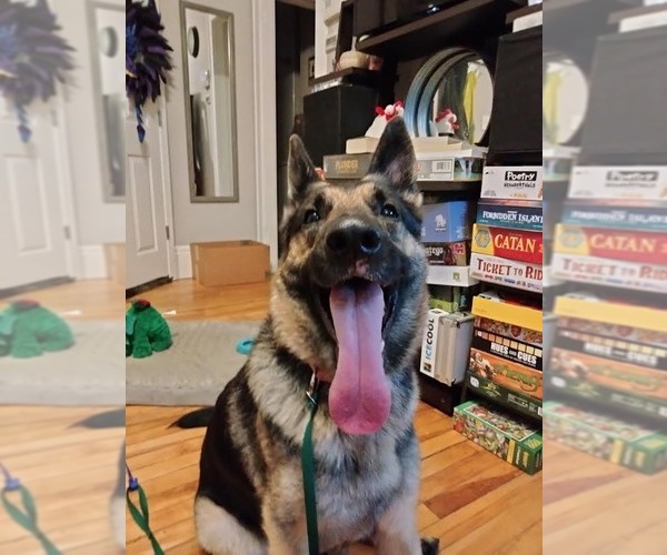 Medium Photo #4 German Shepherd Dog Puppy For Sale in Minneapolis, MN, USA