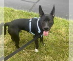 Small #10 American Pit Bull Terrier-German Shepherd Dog Mix
