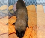 Small Photo #241 Belgian Malinois Puppy For Sale in REESEVILLE, WI, USA