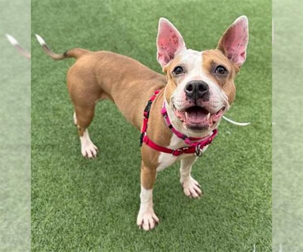 Medium Photo #2 Mutt Puppy For Sale in San Francisco, CA, USA