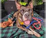 Small #7 Bull-Boxer