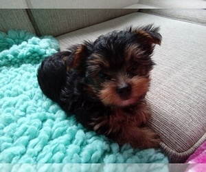 Yorkshire Terrier Puppy for sale in LAUREL, MS, USA