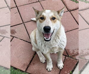 Mickey - Male Australian Shepherd-Unknown Mix Dog for Adoption - Photo #5