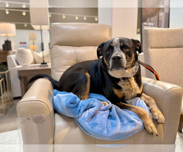 Medium Photo #3 American Pit Bull Terrier-Texas Heeler Mix Puppy For Sale in Visalia, CA, USA