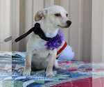 Small #1 Chihuahua