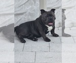 Small Photo #1 American Bully Puppy For Sale in NORTH PORT, FL, USA