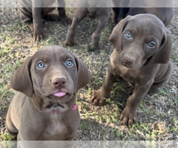 Medium Photo #4 Vizsla-Weimaraner Mix Puppy For Sale in MARSHVILLE, NC, USA