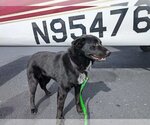 Small Photo #4 Norwegian Elkhound-Schipperke Mix Puppy For Sale in Doylestown, PA, USA