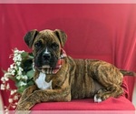 Small Photo #5 Boxer Puppy For Sale in QUARRYVILLE, PA, USA