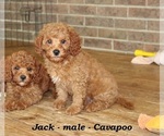Small #3 Cavapoo