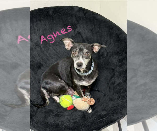 Medium Photo #1 Dachshund-Unknown Mix Puppy For Sale in Springdale, PA, USA