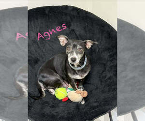 Dachshund-Unknown Mix Dogs for adoption in Springdale, PA, USA