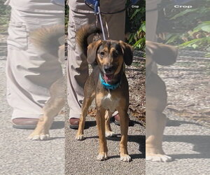 Harley - Male Beagle-Unknown Mix Dog for Adoption