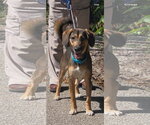 Harley - Male Beagle-Unknown Mix Dog for Adoption - Small photo