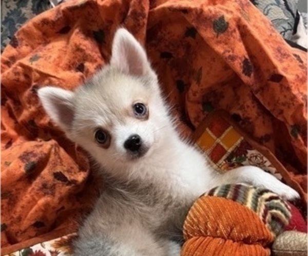 Medium Photo #7 Pomsky Puppy For Sale in GOLDEN VALLEY, AZ, USA