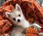 Small #6 Pomsky