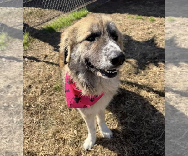 Medium Photo #5 Anatolian Shepherd-Unknown Mix Puppy For Sale in Houston, TX, USA