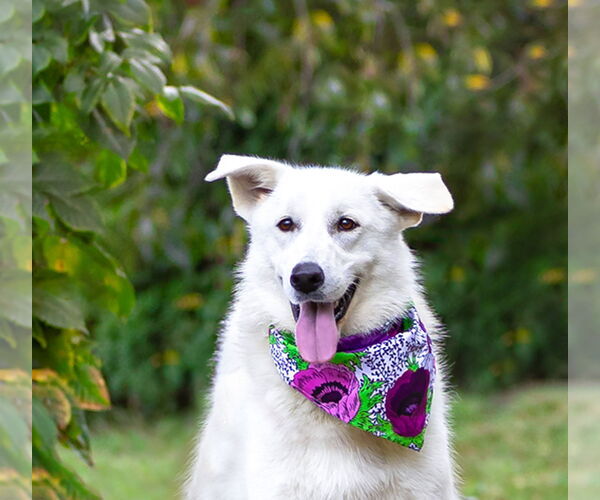 Medium Photo #4 Labrenees Puppy For Sale in Unionville, PA, USA