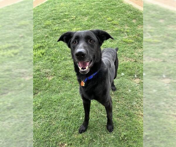 Medium Photo #3 Labrador Retriever-Unknown Mix Puppy For Sale in Plano, TX, USA