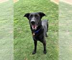Small #2 Labrador Retriever Mix