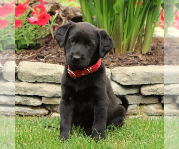 Medium Photo #1 Labrador Retriever Puppy For Sale in QUARRYVILLE, PA, USA