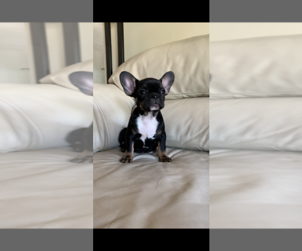 Medium Photo #1 French Bulldog Puppy For Sale in PRESCOTT, AZ, USA