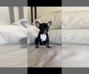 French Bulldog Puppy for sale in PRESCOTT, AZ, USA