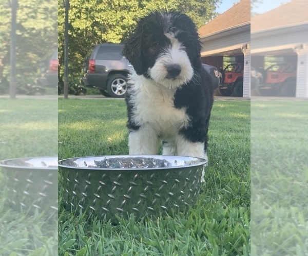 Medium Photo #2 Sheepadoodle Puppy For Sale in FREDERICKTOWN, MO, USA