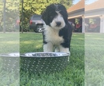 Small Photo #2 Sheepadoodle Puppy For Sale in FREDERICKTOWN, MO, USA