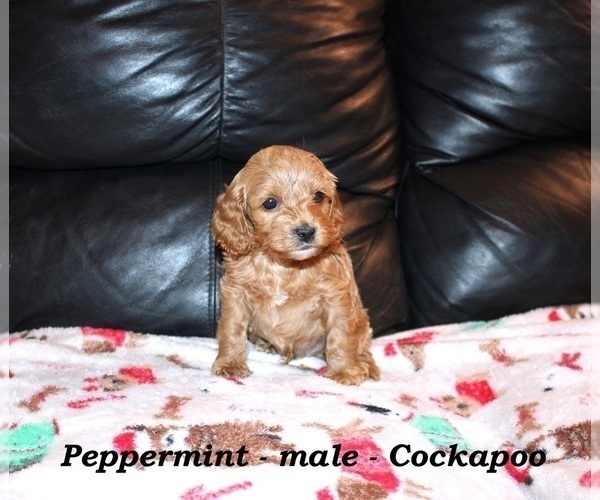 Medium Photo #7 Cockapoo (Miniature) Puppy For Sale in CLARKRANGE, TN, USA