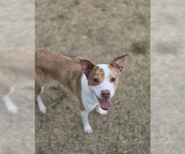 Medium Photo #1 Australian Shepherd-Unknown Mix Puppy For Sale in Temple, TX, USA