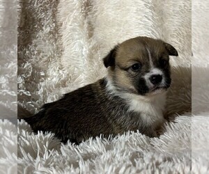 Pembroke Welsh Corgi Puppy for sale in FREDONIA, PA, USA
