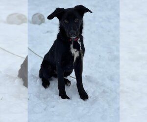 German Shepherd Dog-Unknown Mix Dogs for adoption in Uwchlan, PA, USA