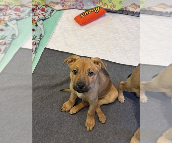 Medium Photo #3 Mutt Puppy For Sale in Springdale, PA, USA