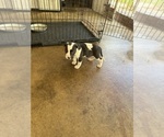 Small Photo #2 American Bully Puppy For Sale in FAYETTEVILLE, NC, USA