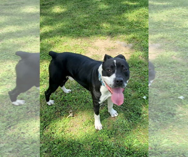 Medium Photo #5 Mutt Puppy For Sale in Strongsville, OH, USA