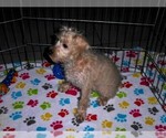 Small #2 Schnoodle (Miniature)
