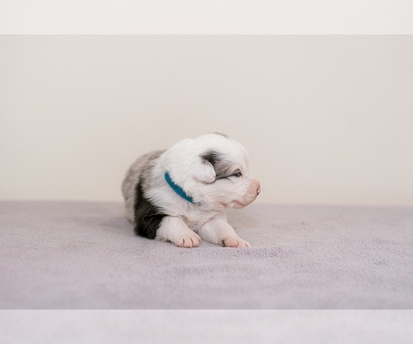 Medium Photo #2 Australian Shepherd Puppy For Sale in LA RUE, OH, USA